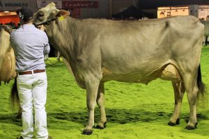 151128SC15 172_Abt 5 Rang 8 Jongleur Sarah von Armin Schatt SZ